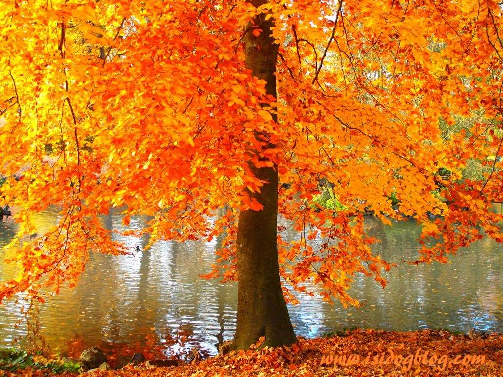 Красочная осень у пруда онлайн-пазл