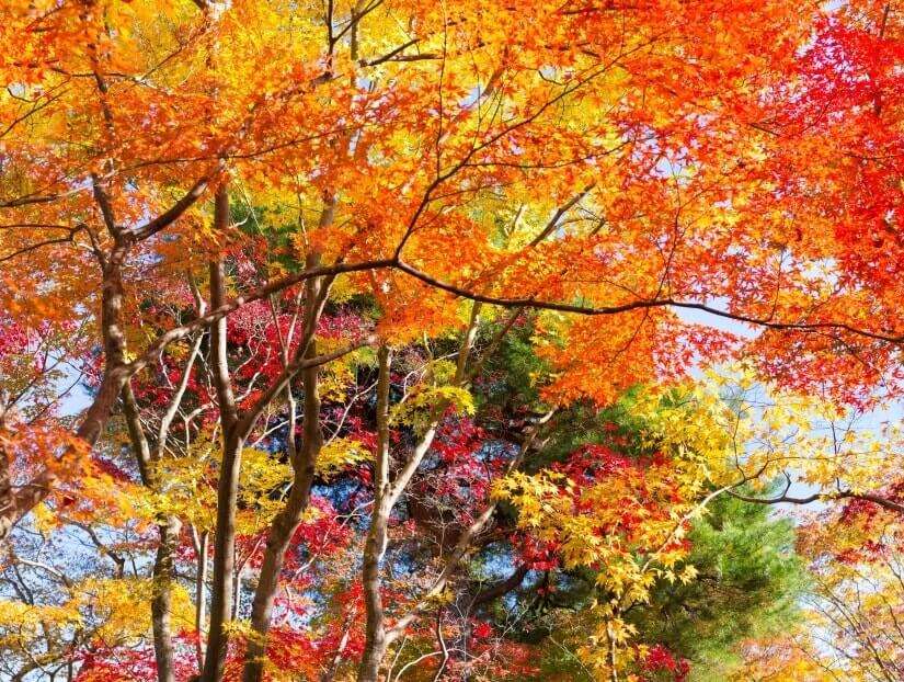 Follaje colorido en otoño rompecabezas en línea