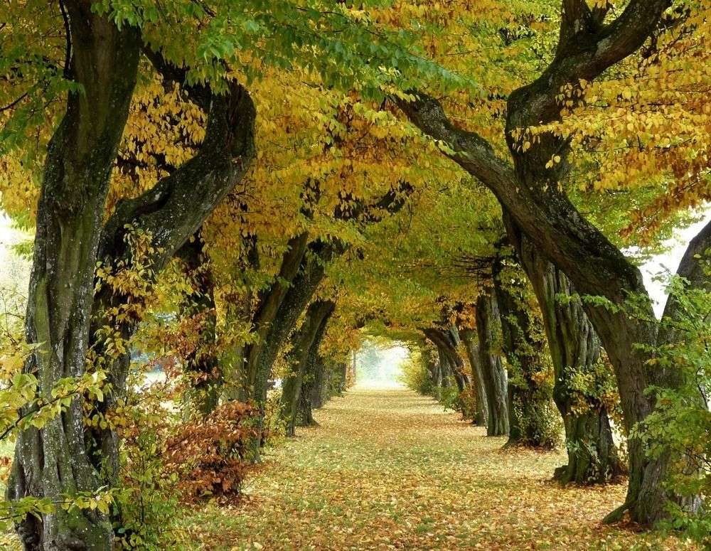 Началото на есента в алея от дървета онлайн пъзел