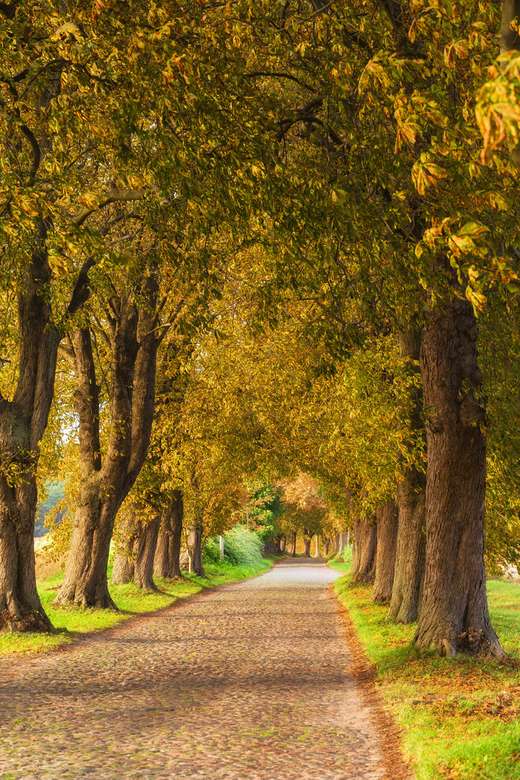Autumn entry into an avenue of trees online puzzle