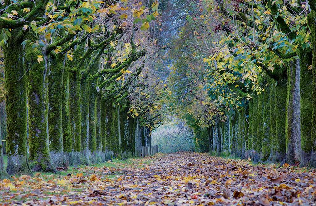 Callejón de árboles en atuendo de otoño rompecabezas en línea