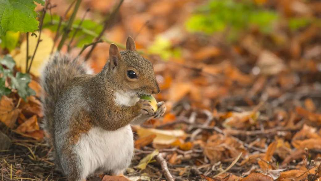 Eichhörnchen im Herbstlaub Puzzlespiel online