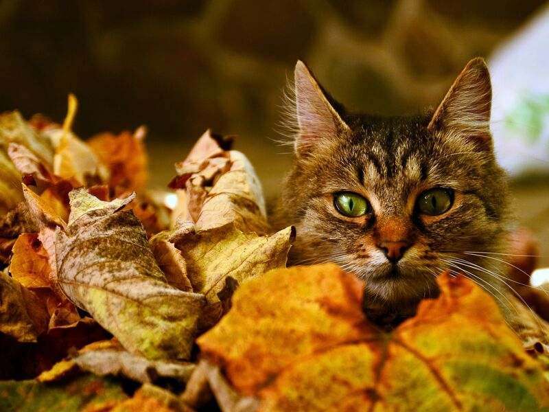 Кіт ховається в осінньому листі онлайн пазл