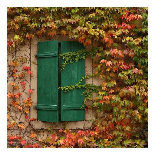 Виноградне листя на будинку в осінніх тонах пазл онлайн