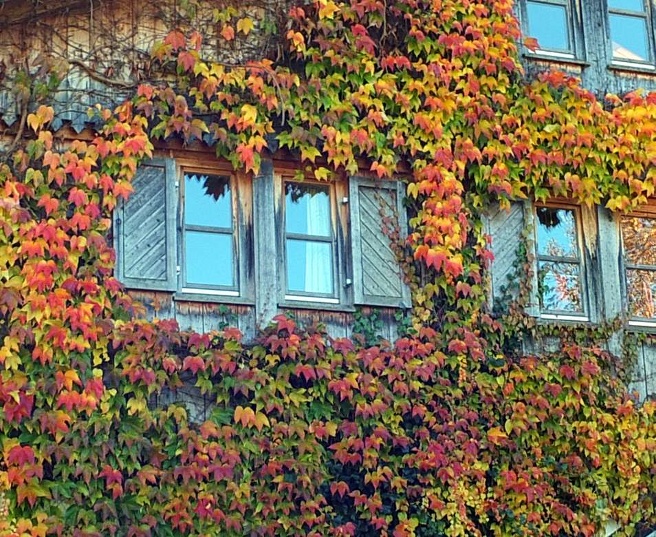 Folhas de videira na casa em cores de outono puzzle online
