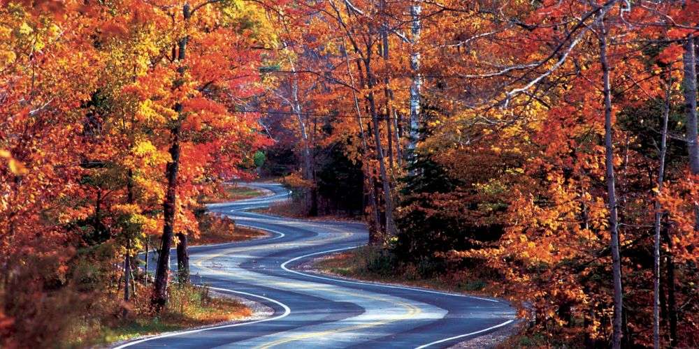 Guida attraverso la foresta d'autunno puzzle online