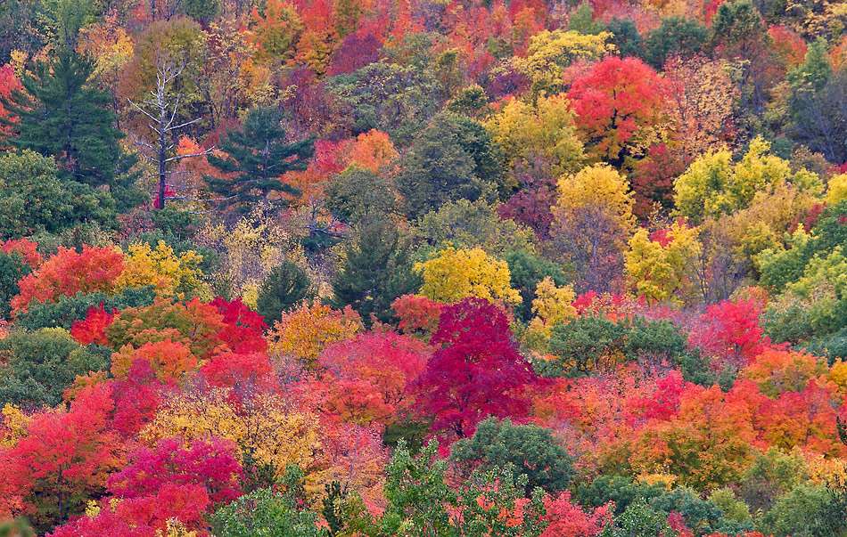 Autumn landscape in Canada jigsaw puzzle online