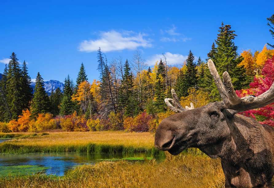 Herbstlandschaft in Kanada mit einem Elch Puzzlespiel online