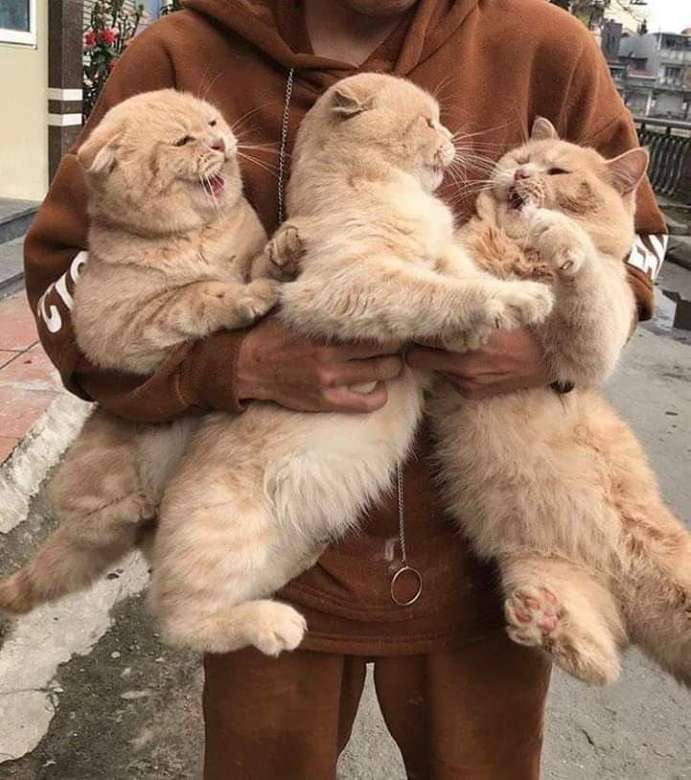 3 słodkie kotki онлайн пъзел