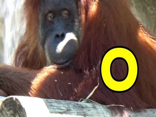 o är för orangutang pussel på nätet