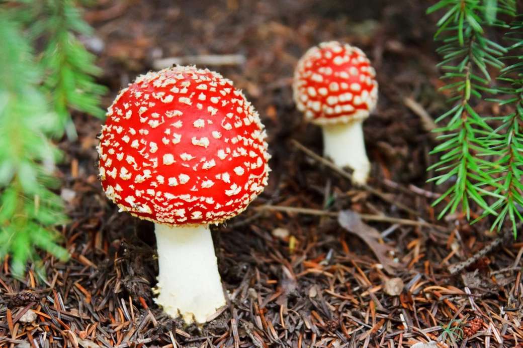 giftige paddenstoelen online puzzel