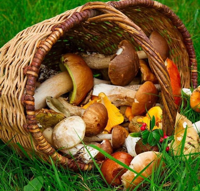 cesta cheia de cogumelos quebra-cabeças online