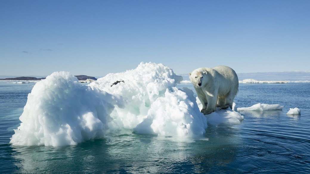 urso polar no ártico puzzle online