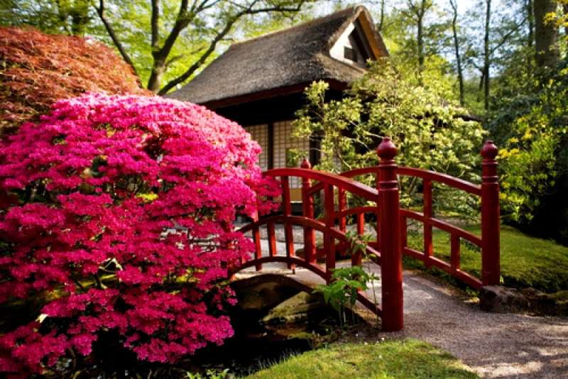 κόκκινος θάμνος στον ιαπωνικό κήπο online παζλ