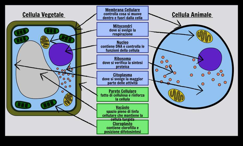 植物および動物細胞 ジグソーパズルオンライン