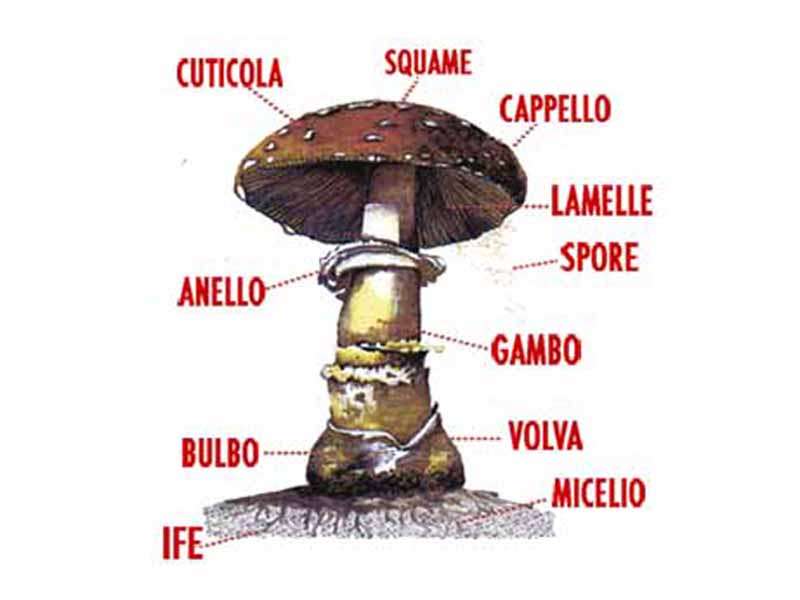As partes dos cogumelos puzzle online