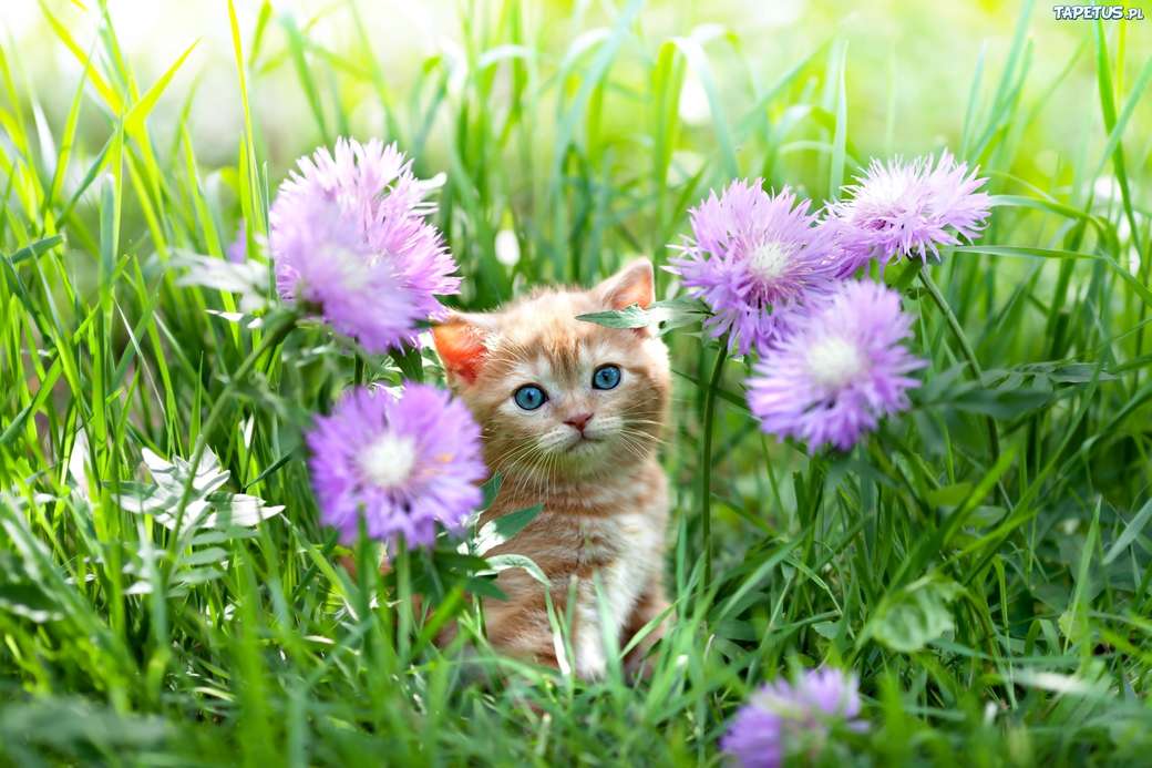 gatito entre flores rompecabezas en línea