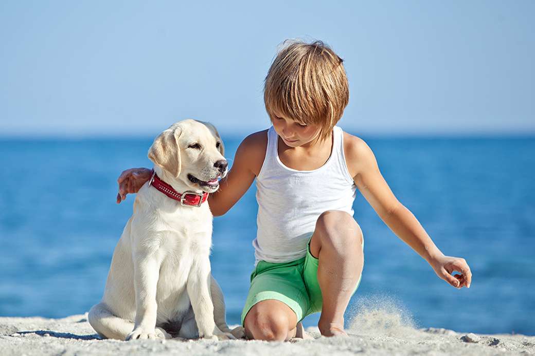 en la playa con un perro rompecabezas en línea