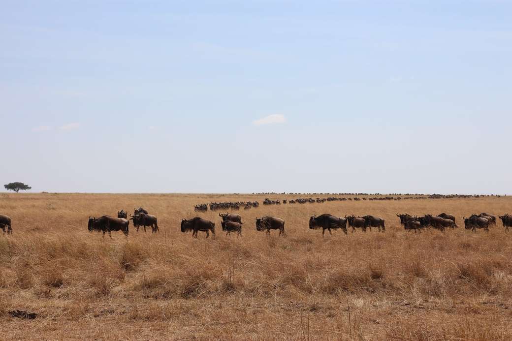 Národní rezervace Masai Mara skládačky online