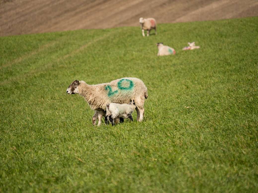 weiße Schafe auf grüner Wiese während des Tages Puzzlespiel online