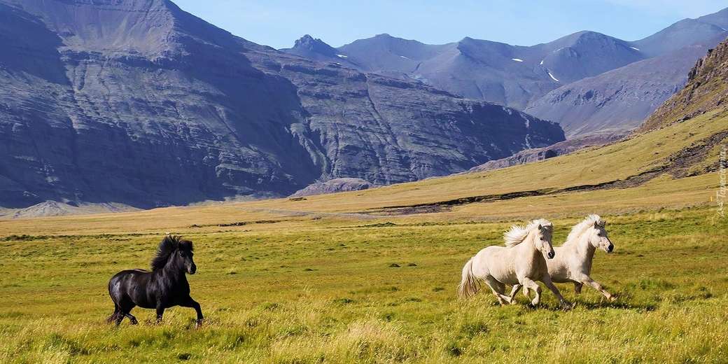 cválající koně v horách online puzzle