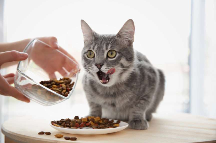 comida de gato rompecabezas en línea