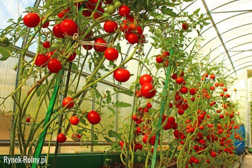 rajčata ve skleníku online puzzle