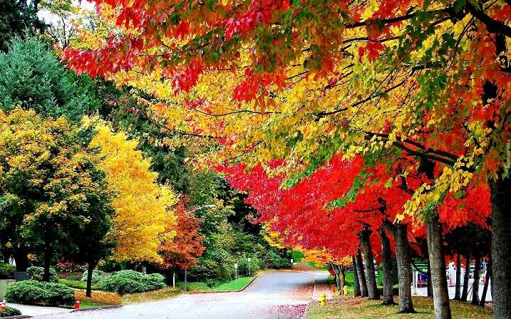 秋の風景。 ジグソーパズルオンライン