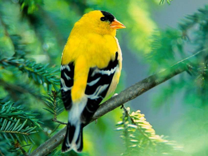 pasăre galbenă puzzle online