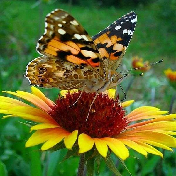 бабочка на цветке пазл онлайн
