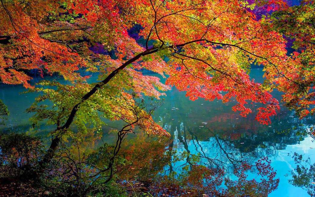 Frunzele colorate se reflectă în apă jigsaw puzzle online