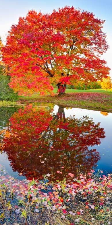 Boom in herfstgewaad wordt weerspiegeld in het water online puzzel