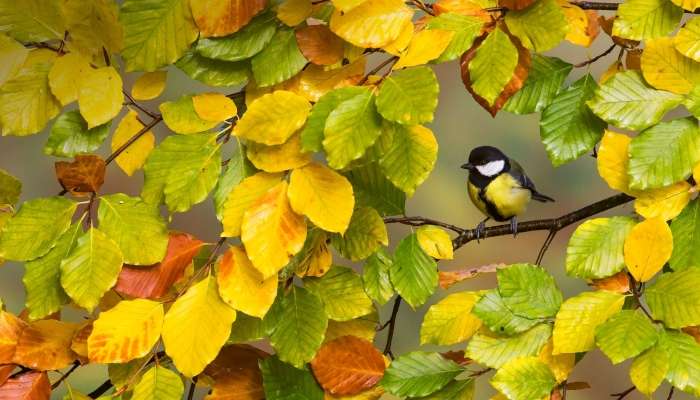 Bird On The Branch jigsaw puzzle online