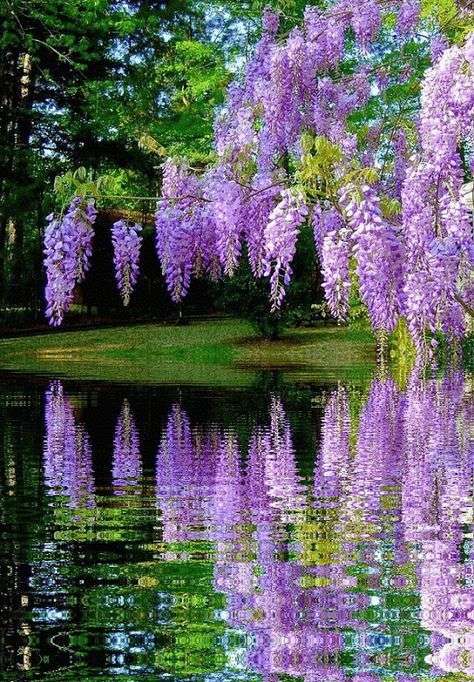Paysage de parc avec fleurs violettes puzzle en ligne
