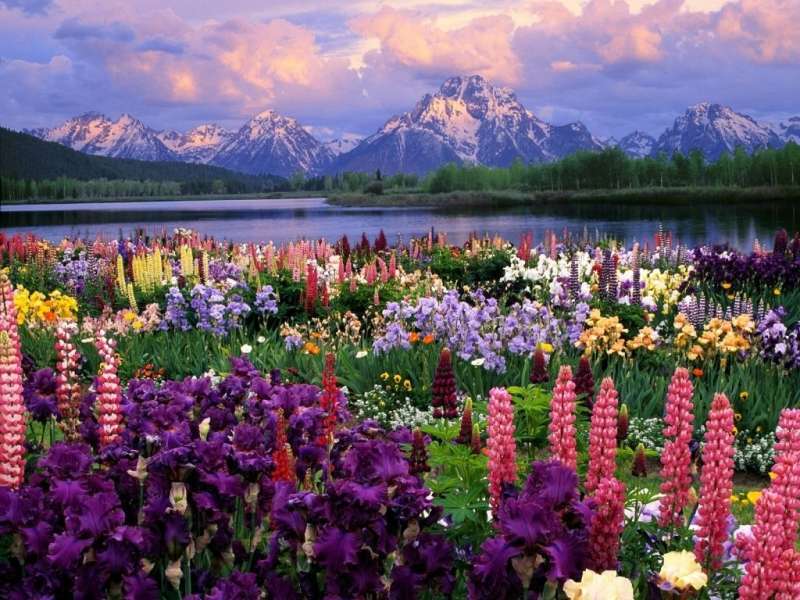 Αφθονία λουλουδιών μπροστά από τη λίμνη και τα βουνά online παζλ