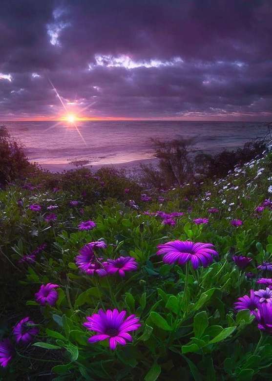 紫の夕方の空と花 オンラインパズル