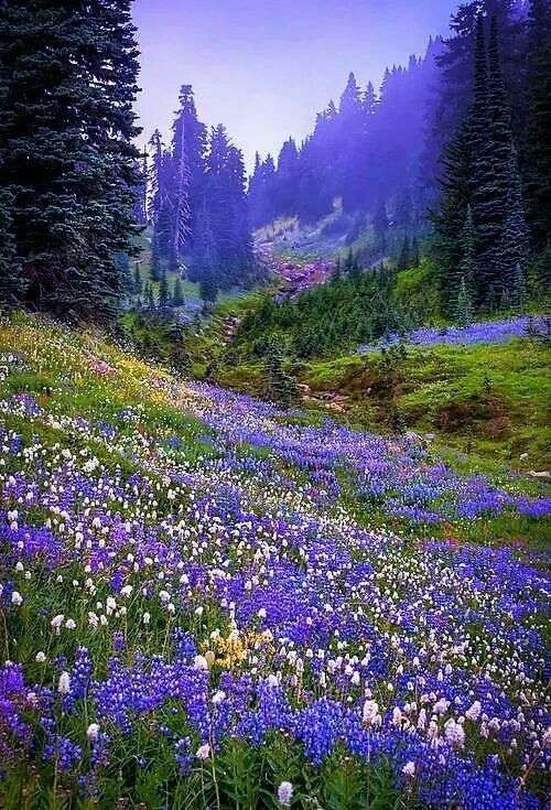 Cielo violeta y abundancia de flores. rompecabezas en línea