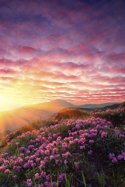 Kvällstemning och blommor på bergssluttningar Pussel online