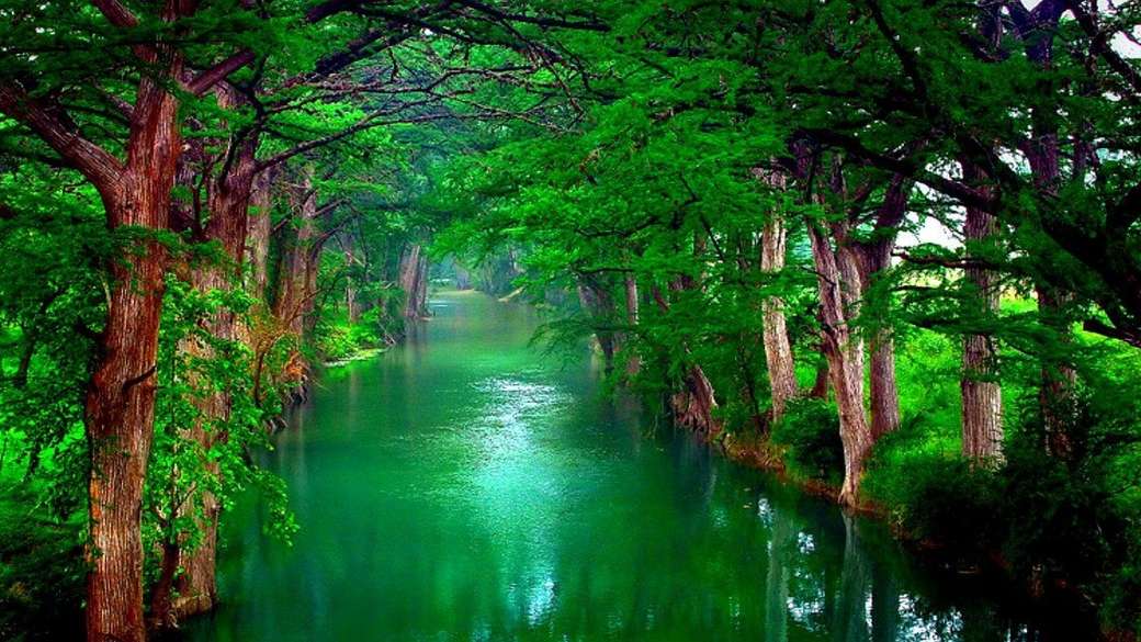 Деревья у воды в зеленом цвете пазл онлайн