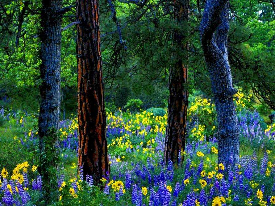 Цветя в горските поляни онлайн пъзел