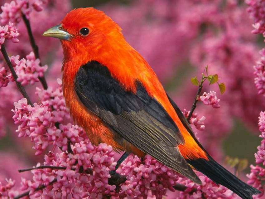 röd-svart fågel Pussel online