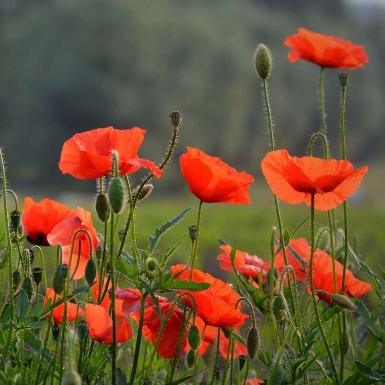 poppies in the meadow jigsaw puzzle online