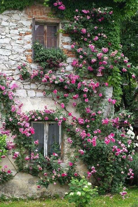 Přední strana domu s růžovými úponky skládačky online