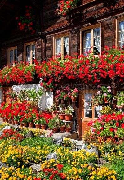 Colorful abundance of flowers on the house online puzzle