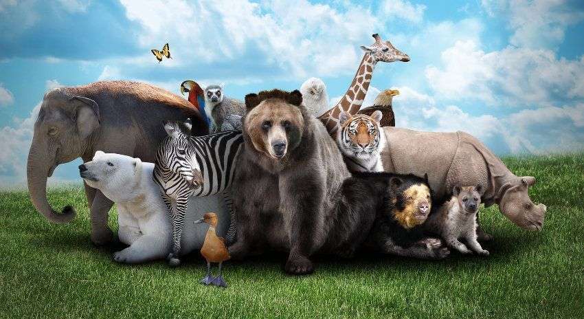 animali selvaggi puzzle online