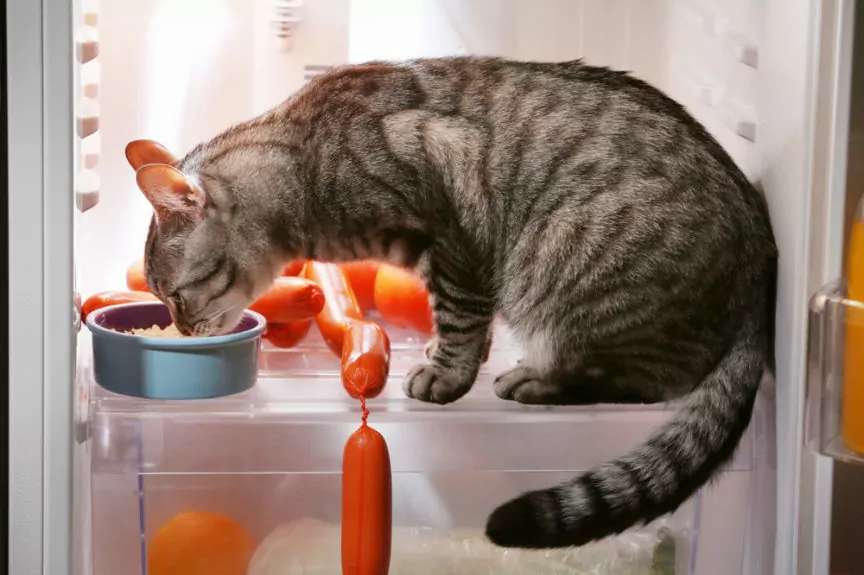кошачья еда пазл онлайн