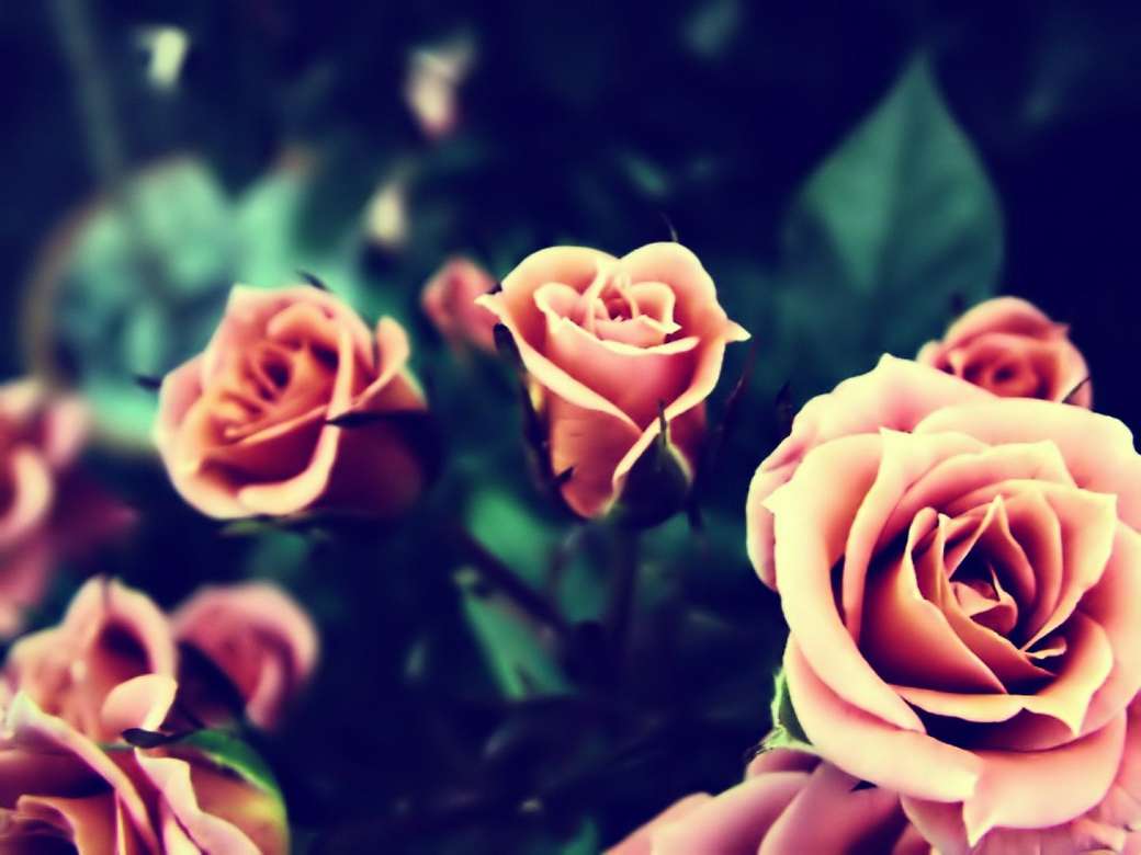 Campo de rosas quebra-cabeças online