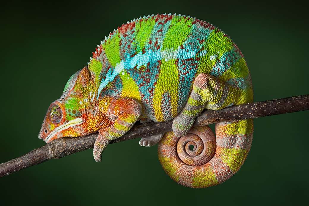 chameleón. skládačky online