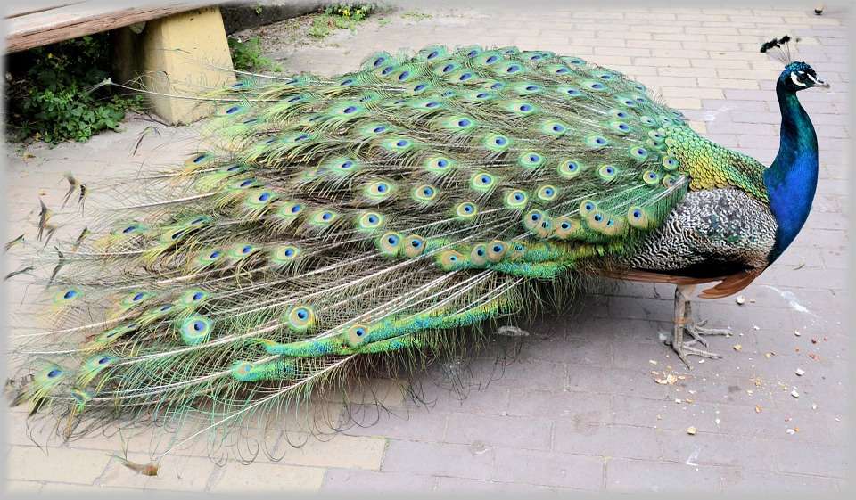 peacock....... online puzzle