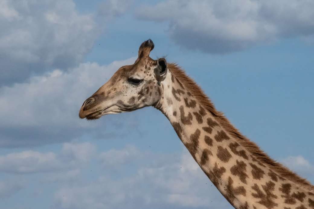 Жираф животно онлайн пъзел